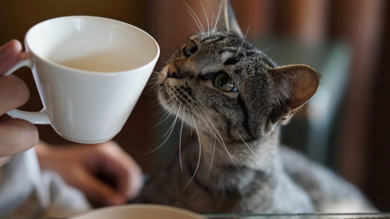 catandcoffee